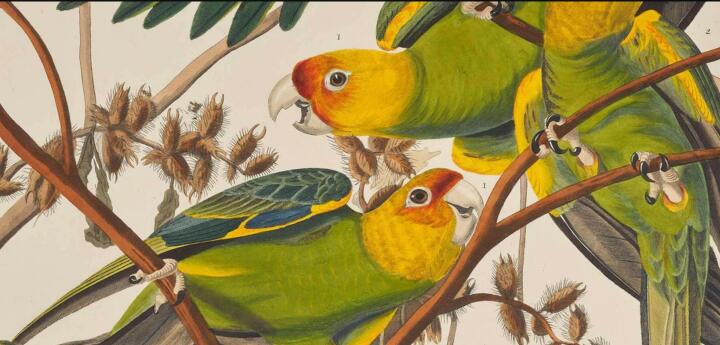 Audubon's Birds of America