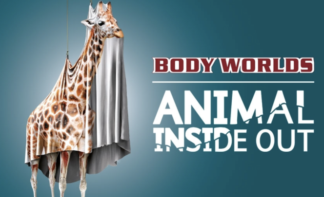 BODY WORLDS' ANIMAL INSIDE OUT