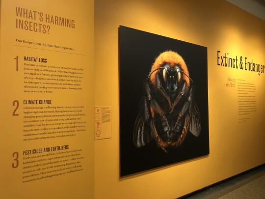 Extinct and Endangered: Insects in Peril (2D)