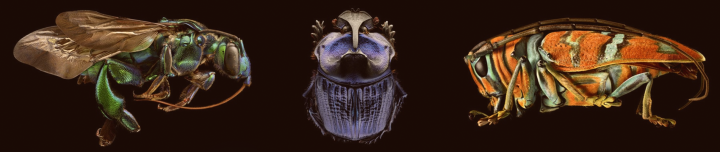 Microsculpture (2D)