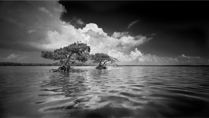 America's Everglades: Through the Lens of Clyde Butcher