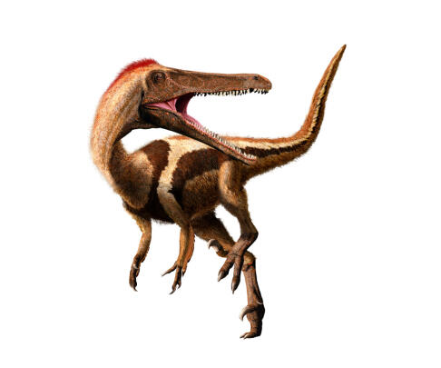 Raptors: Fierce & Feathered