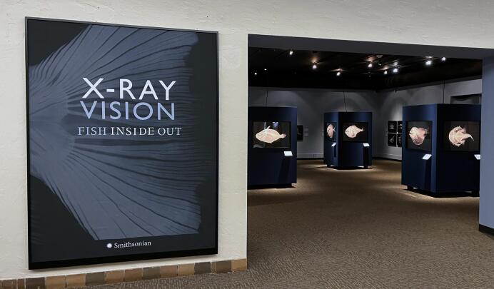X-Ray Vision: Fish Inside Out- Build It Yourself