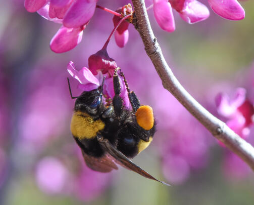 Bombus! The Natural History of Bumble Bees