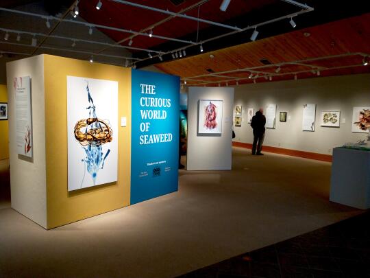 The Curious World of Seaweed