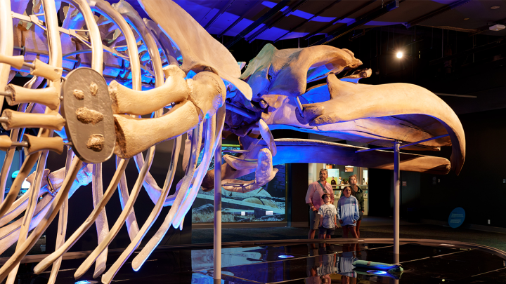 Out of the Depths: The Blue Whale Story