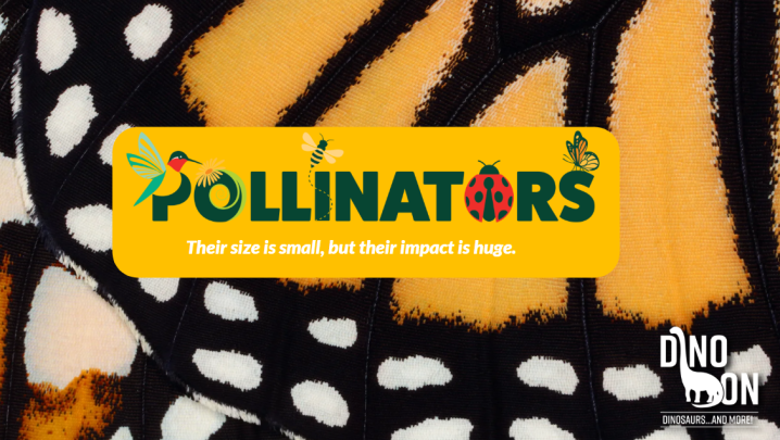 Pollinators (Indoors)
