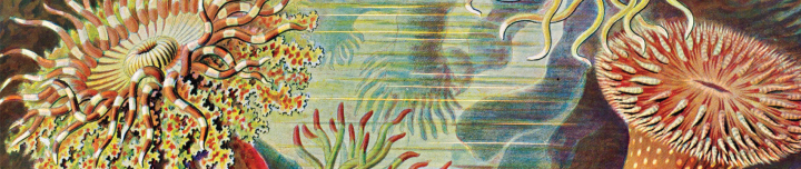 Opulent Oceans: Extraordinary Scientific Illustrations (2D)