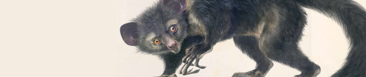 Natural Histories: 400 Years of Scientific Illustrations (2D)