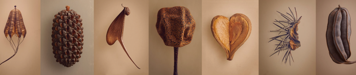 The Hidden Beauty of Seeds and Fruits (2D)