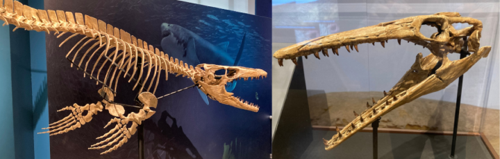 Sea Monsters Unearthed