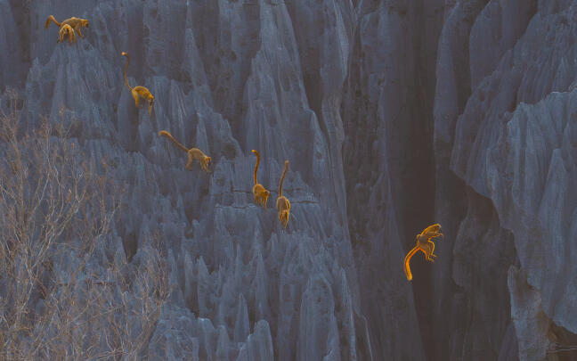 BigPicture: Natural World Photography