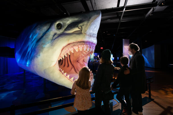 Sharks