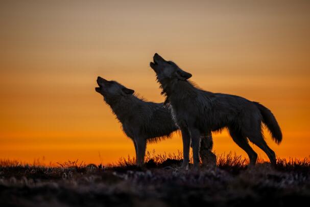 Wolves: Photography by Ronan Donovan