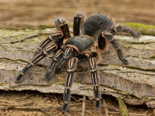 Tarantulas: Alive and Up Close