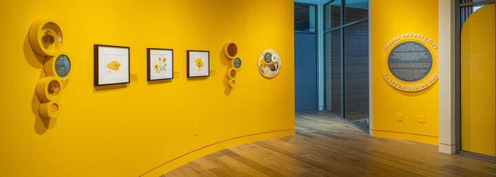 Golden Opportunity: Botanical Illustration